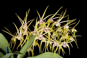 Dendrobium Hilda Poxon Diamond Orchids AM/AOS 80 pts.